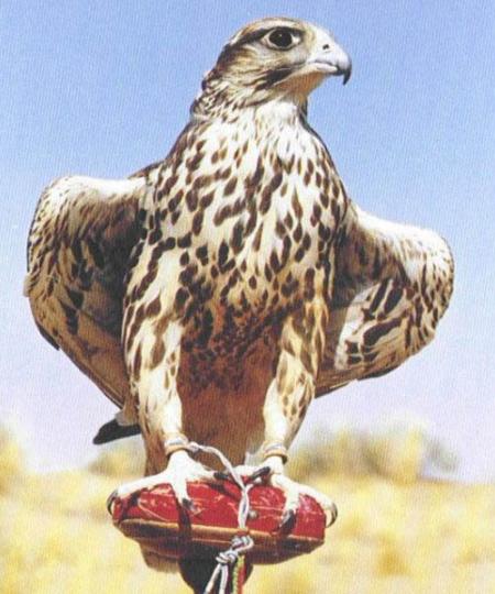 brucelee maroc